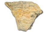 Fossil Tyrannosaur (T rex) Bone Section - Wyoming #382656-1